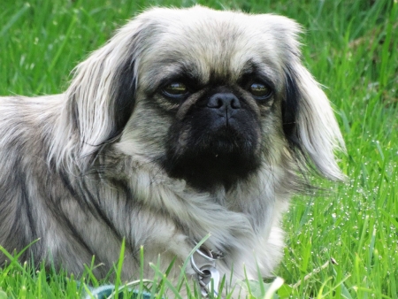 Tyson, Pekingnesen-Mix von Rita.